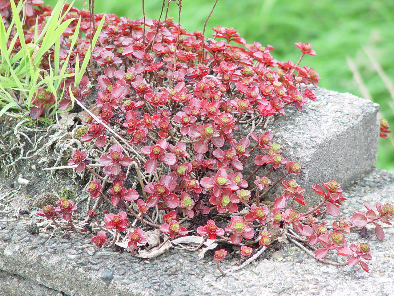 Sedum spurium 'Purple Carpet'